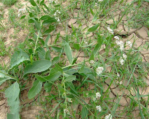 獨行菜,高鉀水溶肥批發(fā)商