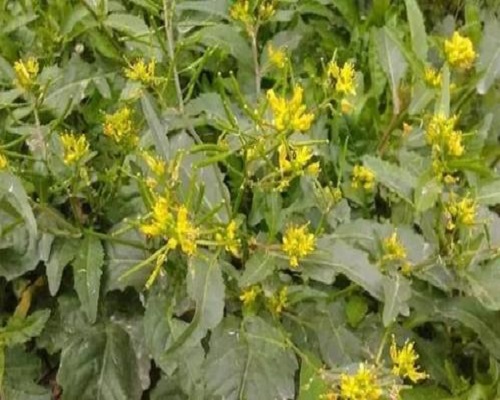 野油菜,水溶肥價格