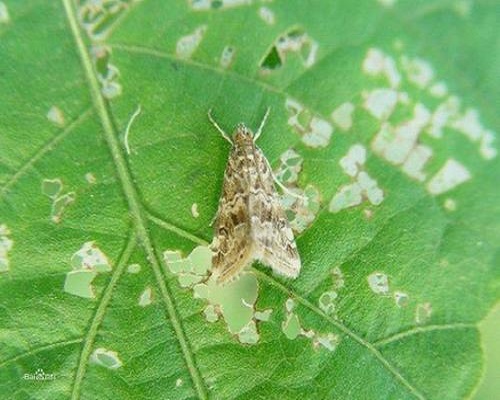 菜螟,大量元素水溶肥 菜螟,大量元素水溶肥