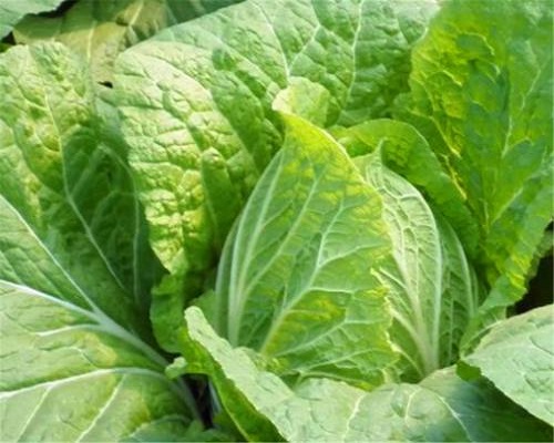 白菜缺鐵,沖施肥價(jià)格 白菜缺鐵,沖施肥價(jià)格