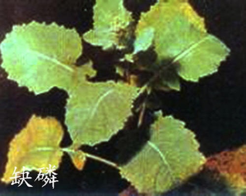 白菜缺磷,水溶肥價格