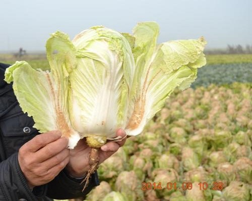 白菜缺鎂,國(guó)產(chǎn)最好的水溶肥牌子
