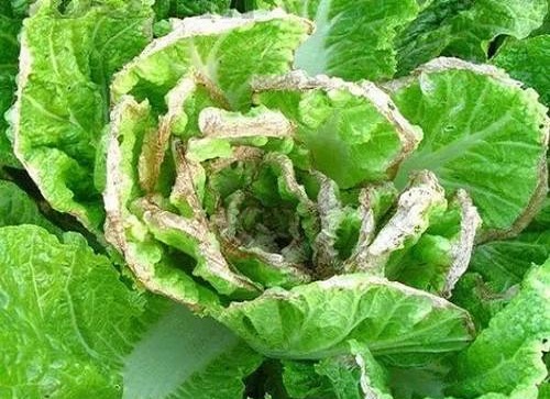 白菜干燒心病,沖施肥價(jià)格