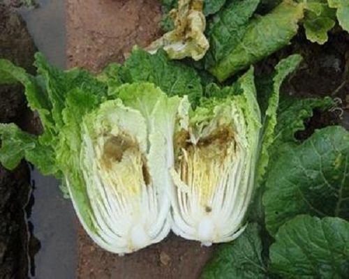 白菜干燒心,?；ū９~面肥