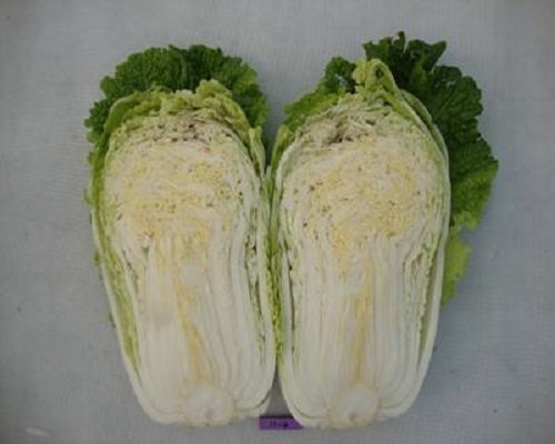 京翠75號,國內(nèi)生產(chǎn)水溶肥的廠家