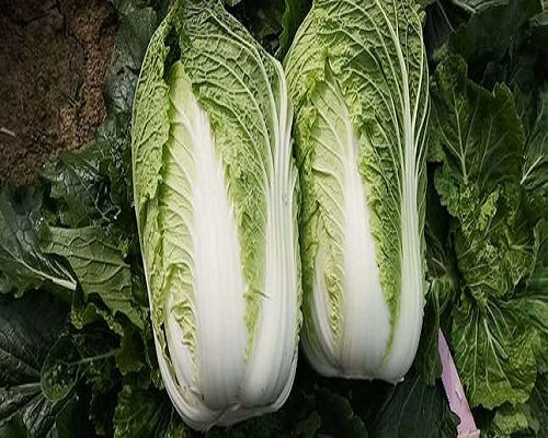 福春2號(hào),進(jìn)口沖施肥