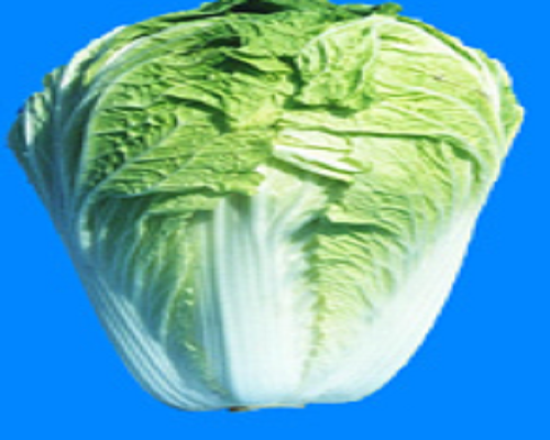 青研早9號(hào),最好的葉面肥
