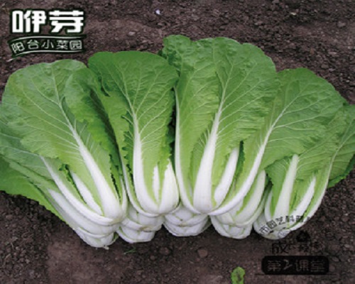 浙白6號(hào),葉面肥使用