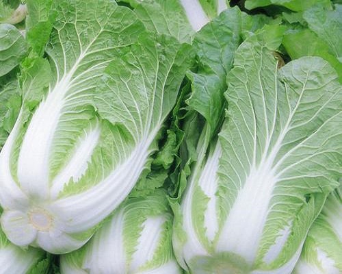 早皇白菜,有機沖施肥
