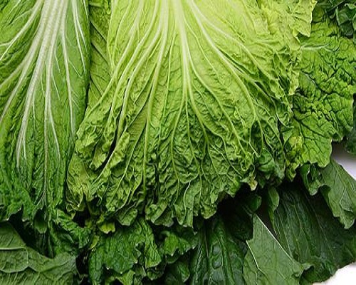 青麻葉白菜,?；ū９~面肥