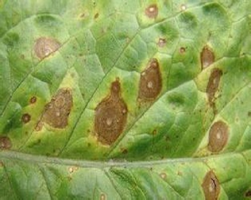 褐斑病,水溶肥設備生產廠家