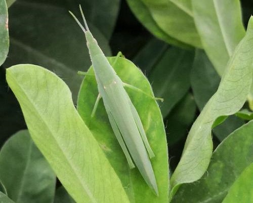 短額負(fù)蝗,進(jìn)口葉面肥