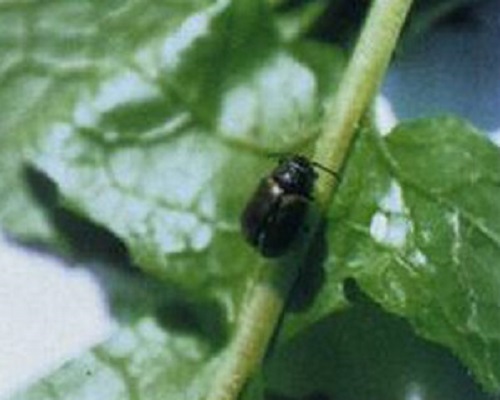 黑縫油菜葉甲,中國(guó)十大名牌水溶肥 黑縫油菜葉甲,中國(guó)十大名牌水溶肥