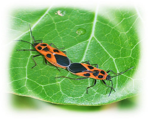 橫帶紅長蝽,國內(nèi)水溶肥廠家排名