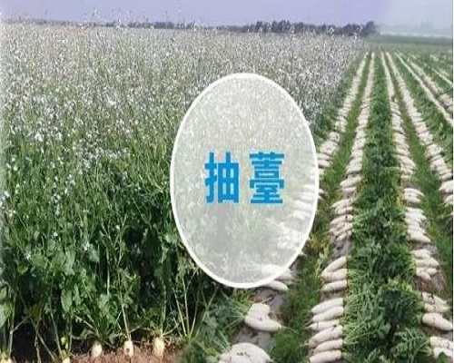 蘿卜前期抽薹,葉面肥噴施注意事項(xiàng)
