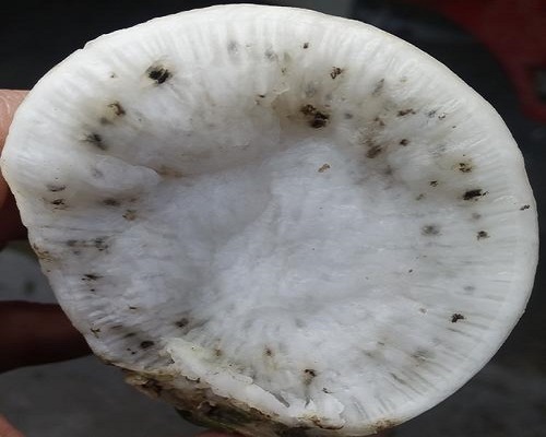 蘿卜肉質根變褐色,品牌沖施肥 蘿卜肉質根變褐色,品牌沖施肥