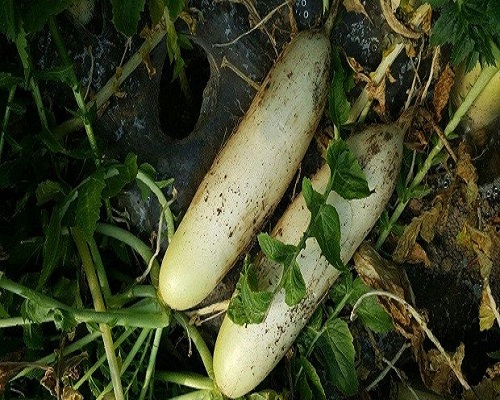 中蘿1號(hào),水溶肥品牌