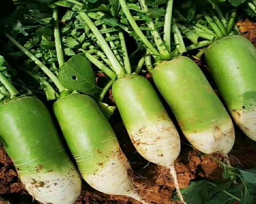 天正蘿卜14號,沖施肥價格