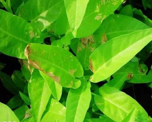 細(xì)菌性葉枯病,果樹水溶肥 細(xì)菌性葉枯病,果樹水溶肥