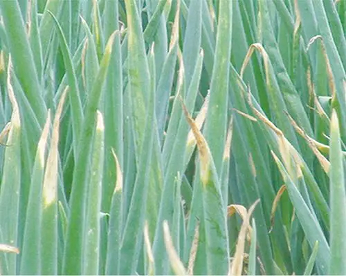 大蔥缺氮,葉面肥價(jià)格