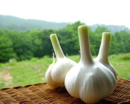 成蒜早4號(hào),果樹(shù)沖施肥哪個(gè)品牌好