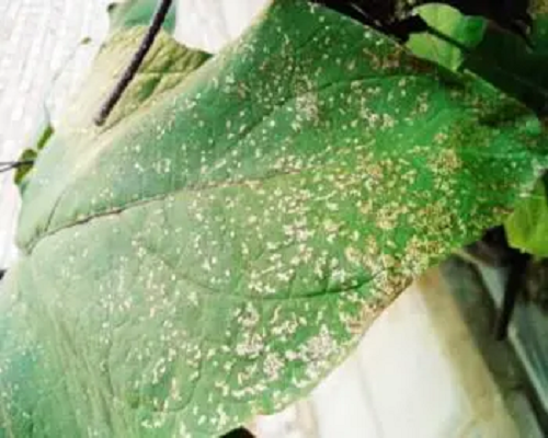 白粉病,大量元素水溶肥 白粉病,大量元素水溶肥