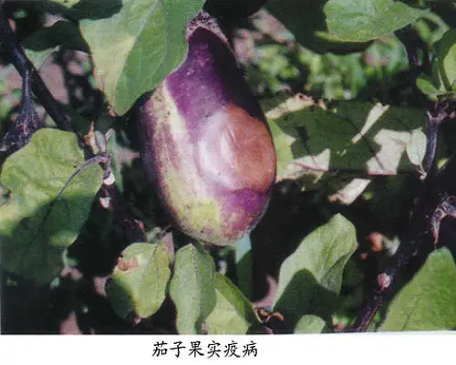 果實(shí)疫病,桃樹(shù)葉面肥