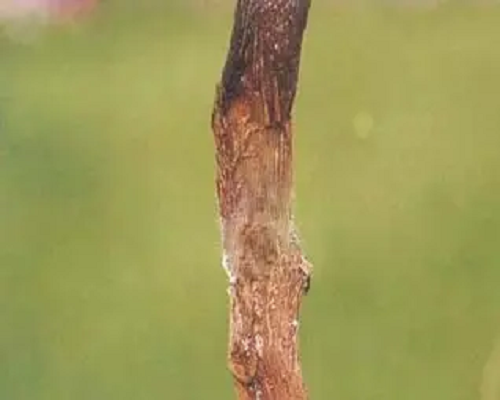 莖腐病,水溶肥的價格 莖腐病,水溶肥的價格