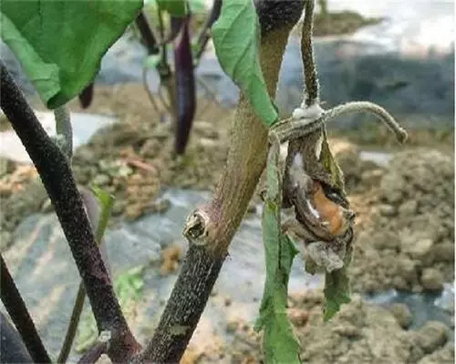 菌核病,氨基酸水溶肥生產(chǎn)廠家
