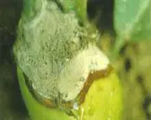 煤污病,有機(jī)水溶肥廠家 煤污病,有機(jī)水溶肥廠家