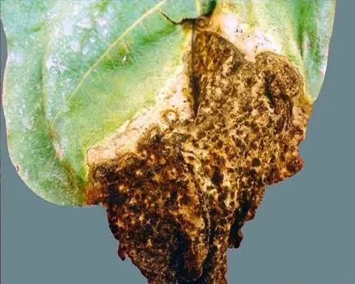 擬黑斑病,水溶肥的前十名水溶肥廠家 擬黑斑病,水溶肥的前十名水溶肥廠家