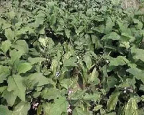 青枯病,腐植酸水溶肥 青枯病,腐植酸水溶肥