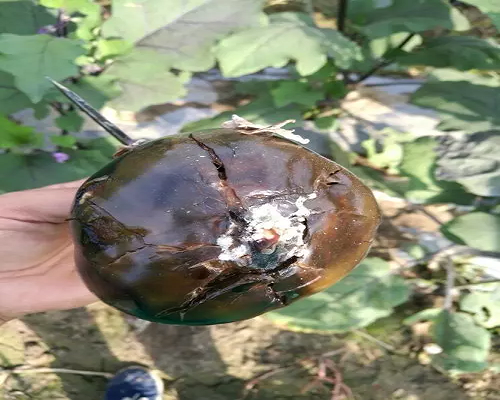 軟腐病,氨基酸水溶肥廠家 軟腐病,氨基酸水溶肥廠家
