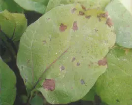 細菌性褐斑病,河南水溶肥批發(fā)廠家