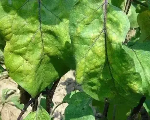 葉霉病,果樹液體水溶肥