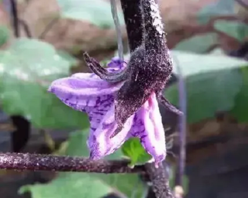 紫花病,高鉀沖施肥 紫花病,高鉀沖施肥