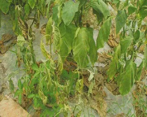 茄子藥害,沖施肥價(jià)格