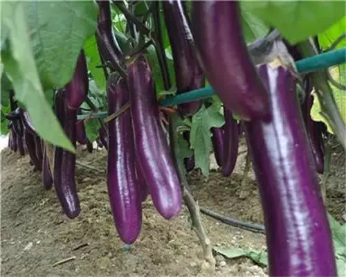 蓉雜茄8號(hào),有機(jī)水溶肥