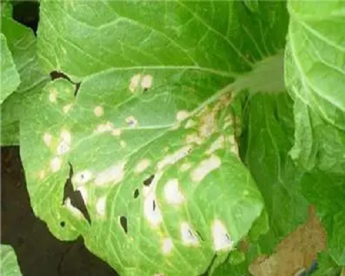 甘藍白斑病,水溶肥廠家