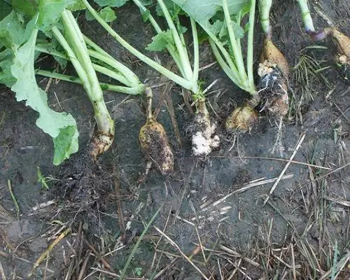 根腫病,水溶肥設備廠家排名