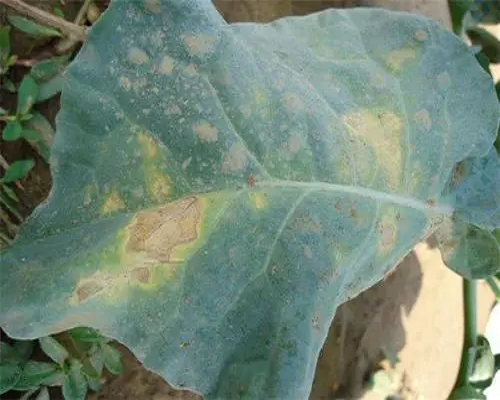褐斑病,水溶肥價(jià)格