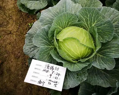 甘藍高溫障礙,甘藍葉面肥 甘藍高溫障礙,甘藍葉面肥