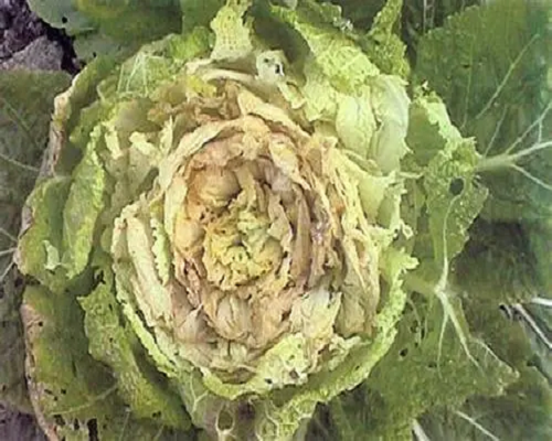 甘藍干燒心,葉面肥是什么肥料 甘藍干燒心,葉面肥是什么肥料