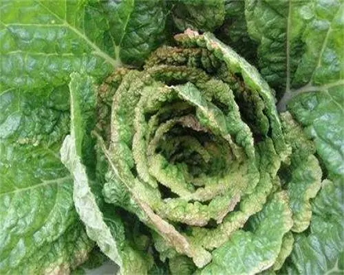 甘藍干燒心,增產葉面肥