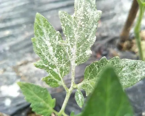 白粉病,水溶肥批發(fā)