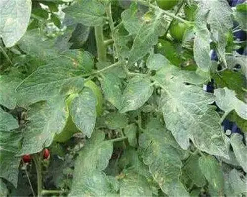 白粉病,水溶肥是什么肥料 白粉病,水溶肥是什么肥料