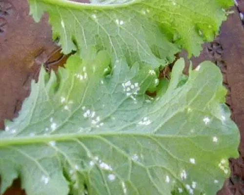 白銹病,草莓沖施肥