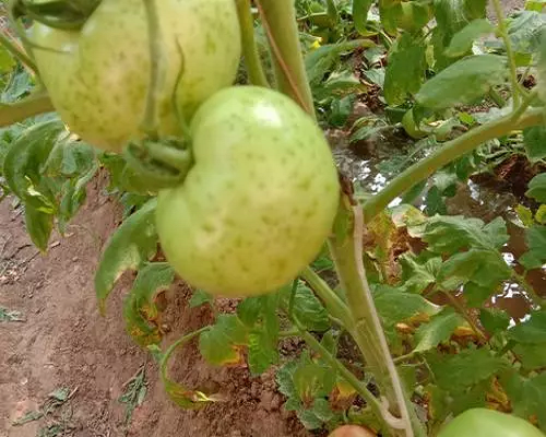 斑點病,水溶肥廠家 斑點病,水溶肥廠家