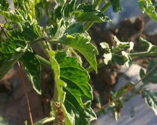 病毒病,中國十大名牌水溶肥