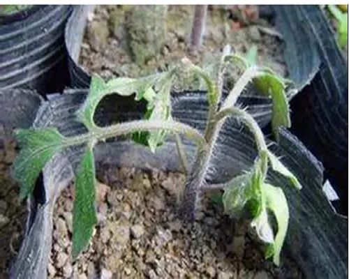 猝倒病,葉面肥噴施注意事項 猝倒病,葉面肥噴施注意事項